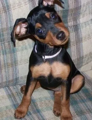 Miniature Pinscher Information and Pictures, Miniature Pinschers ...