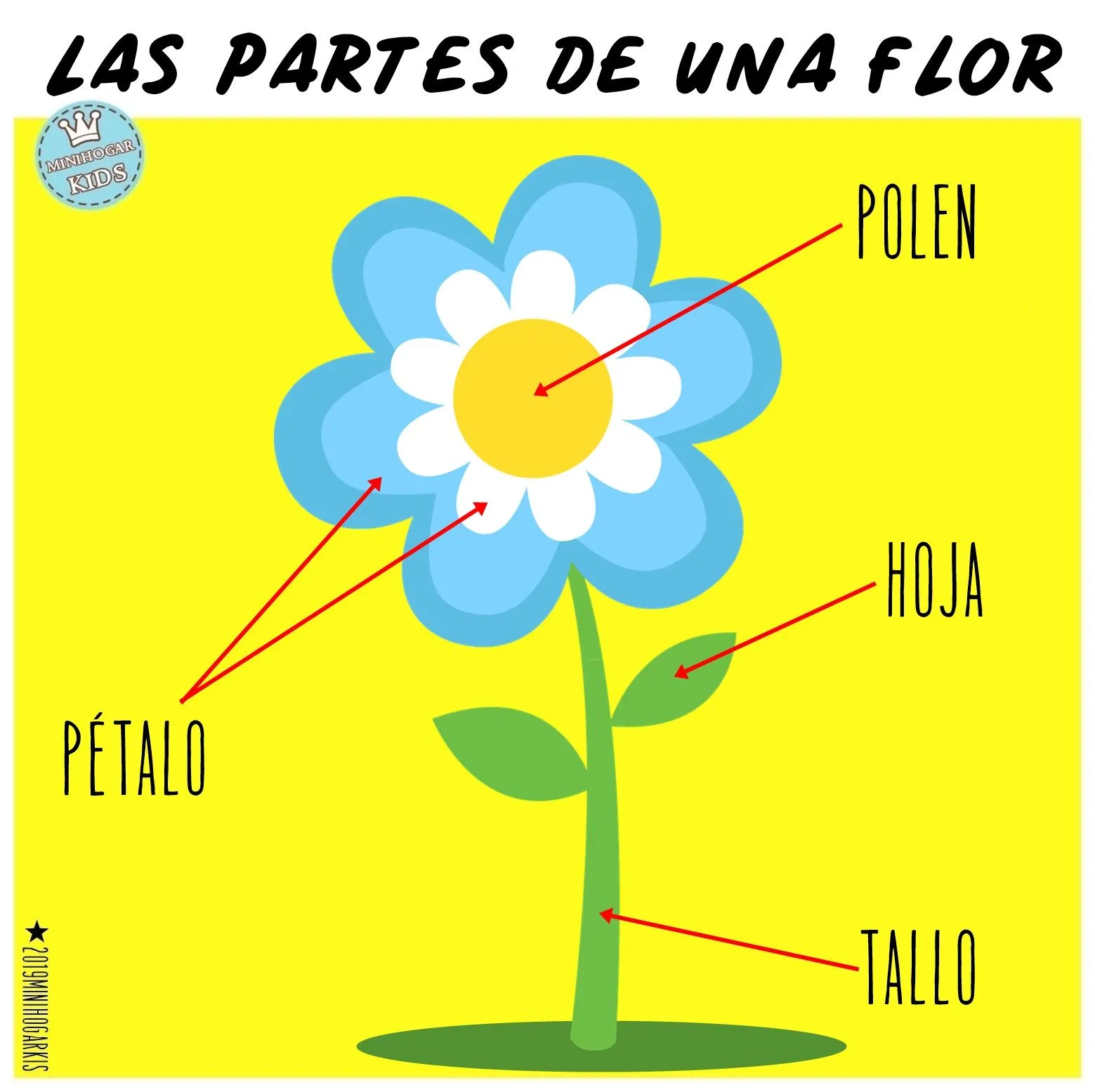 MinihogarKids: LAS PARTES DE UNA FLOR