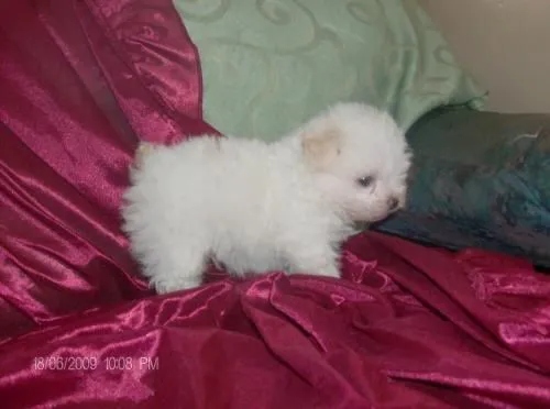 Minitoys poodle - Dependencias Federales, Venezuela - Animales ...