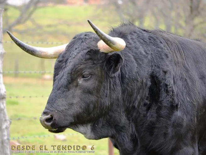 MIOTAURO: TOROS DE ADELAIDA RODRÍGUEZ