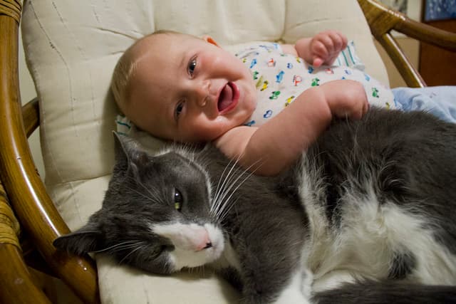 Mira estas 11 fotos de bebés con gatitos ¡Son muy dulces! | Estilo de Vida Madres | Univision