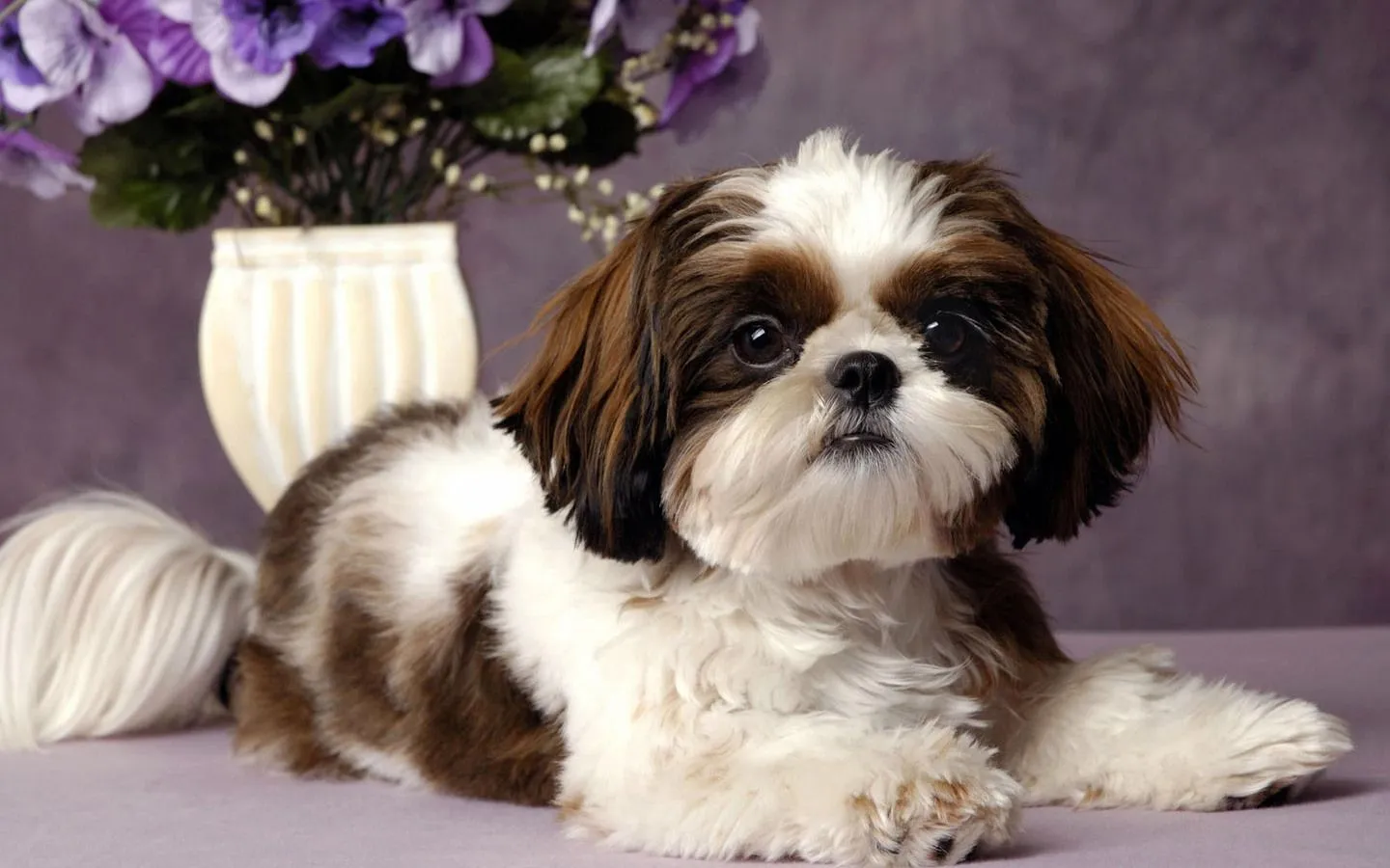 Mira nombres para perros shih tzu para macho o hembra - Super 4 Patas