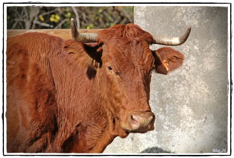 MIRABLOG DE GRANADA: Vacas de la Dehesa