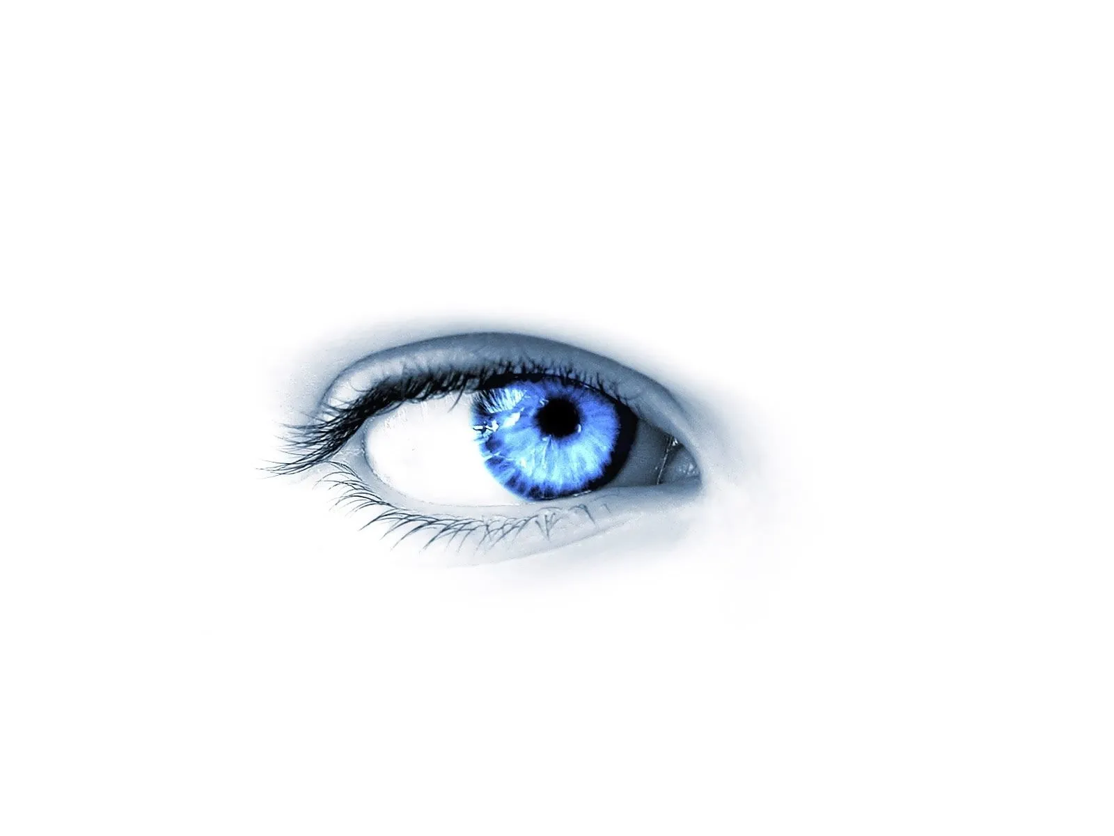 Mirada en blanco Wallpaper - Wallpapers