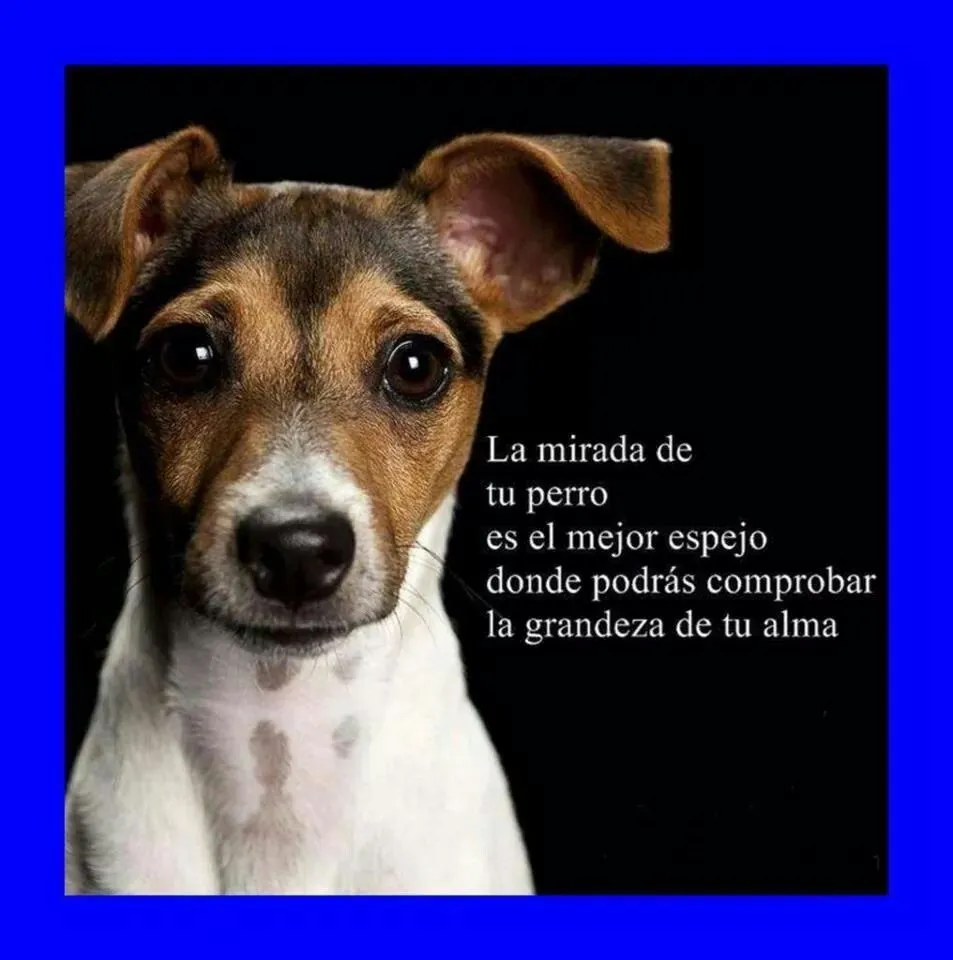 Su mirada... | Mi perro y yo | Mascotas frases, Perros ...