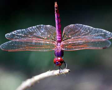 Mirada Salvaje: La libélula, un animal de lindos colores.