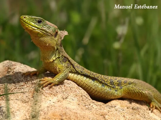 Miradas Cantábricas: Lagarto ocelado (Timon Lepidus)