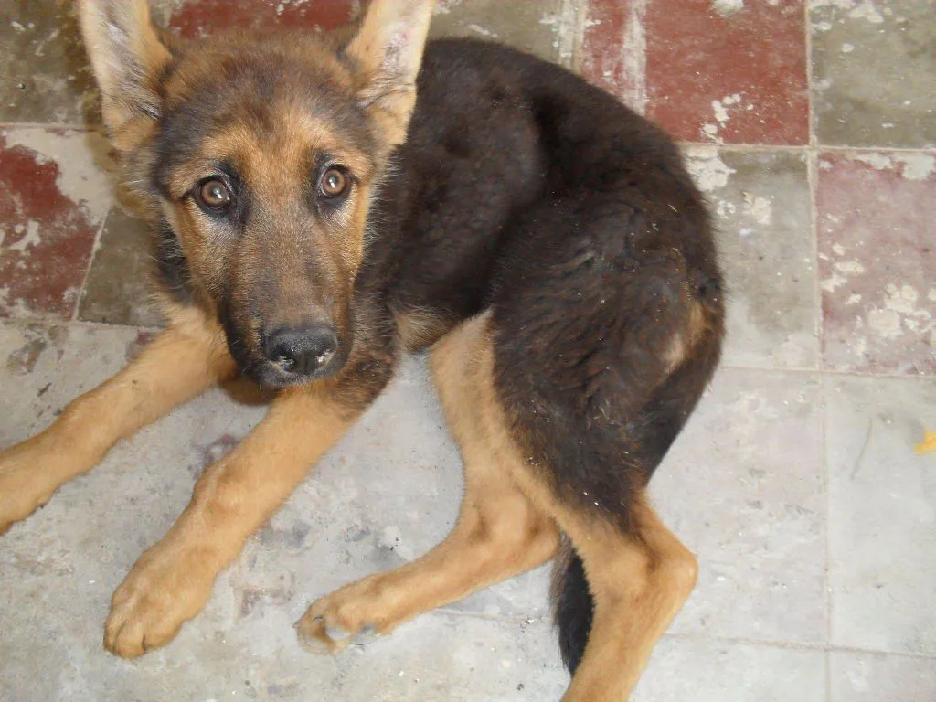 Miradas desesperadas....: MOMO, PASTOR ALEMÁN DE TRES MESES ...