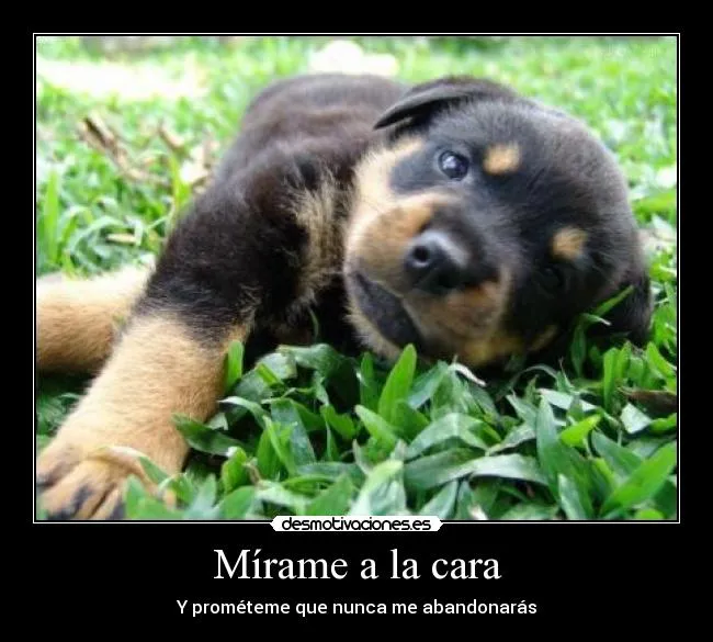 Mírame a la cara | Desmotivaciones