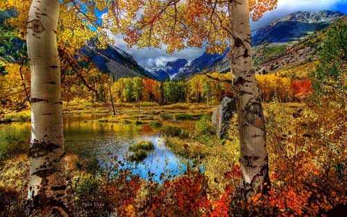 Mirando al mundo con sentimientos: Caminando por el bosque