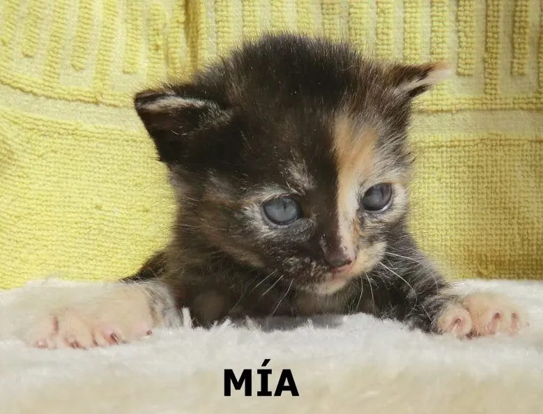 mispequeñosgigantesde4patas-2: TRES BEBES GATITOS EN ADOPCION EN ...