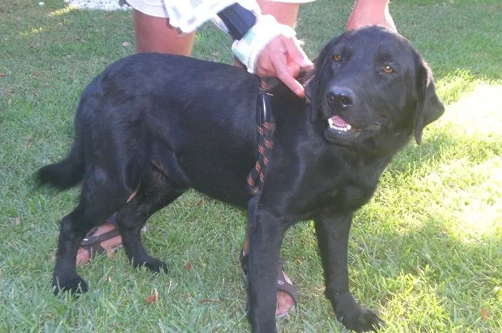 mispequeñosgigantesde4patas-2: LABRADOR DE 1 AÑO EN ADOPCION EN ...