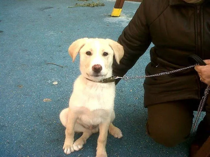 mispequeñosgigantesde4patas-2: ZURI,CACHORRO CRUCE DE LABRADOR, SE ...