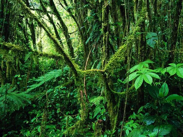 El Misterio de las Selvas Tropicales - Increibles Paisajes | Fotos ...