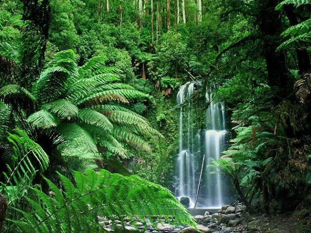 El Misterio de las Selvas Tropicales - Increibles Paisajes | Fotos ...