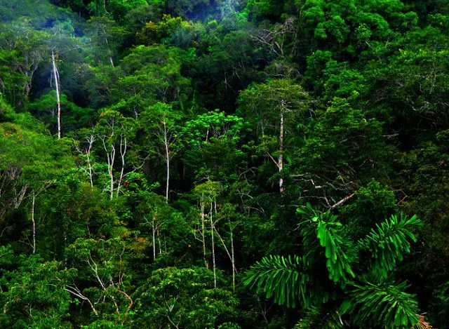 El Misterio de las Selvas Tropicales - Increibles Paisajes | Fotos ...