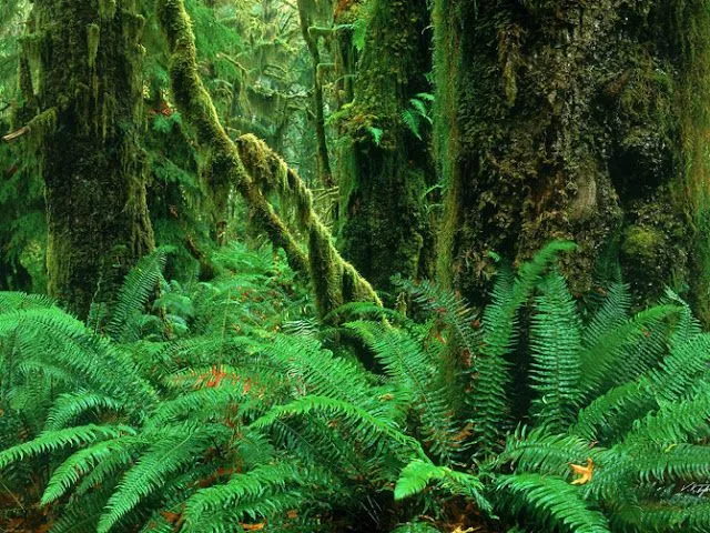 El Misterio de las Selvas Tropicales - Increibles Paisajes | Fotos ...