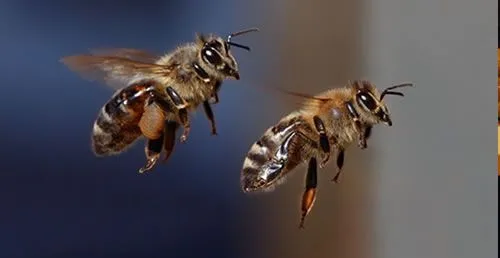 Abejas volando - Imagui