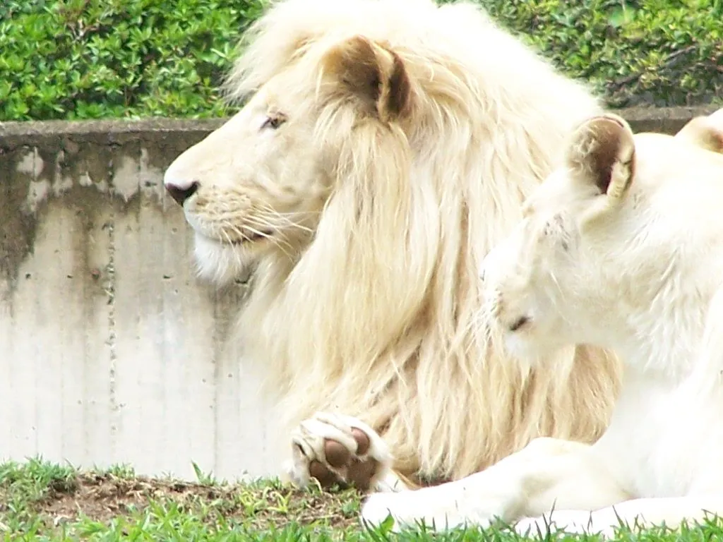 Mitico Leon blanco de Timbavati - Taringa!