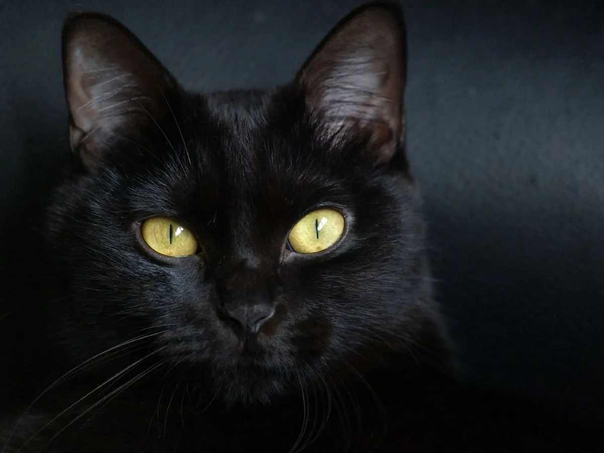 Mitos Urbanos: Supersticiones del gato negro