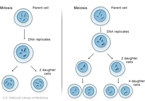 Mitosis | Ciencias Naturales al día