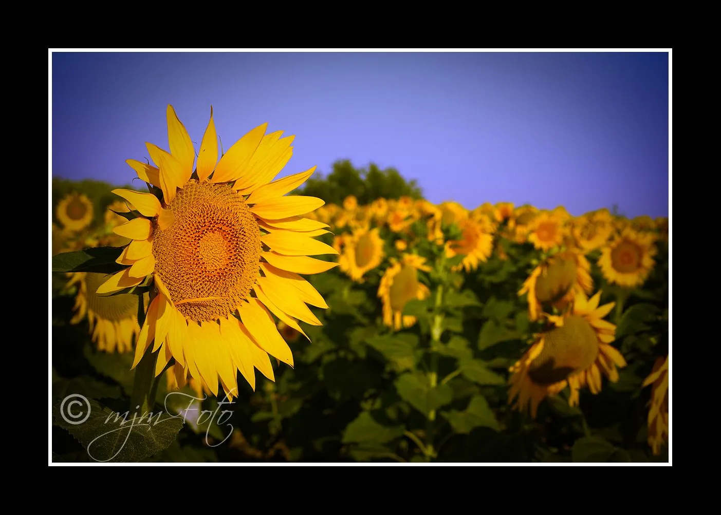 mjmFoto: Los Girasoles de...