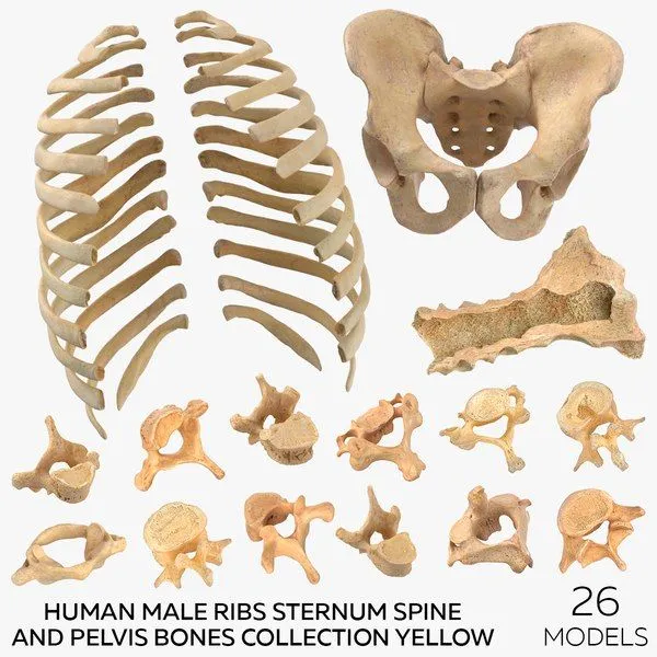 modelo 3d Costillas masculinas humanas Esternón Columna vertebral y pelvis  Colección Huesos Amarillo - 26 modelos - TurboSquid 1758969