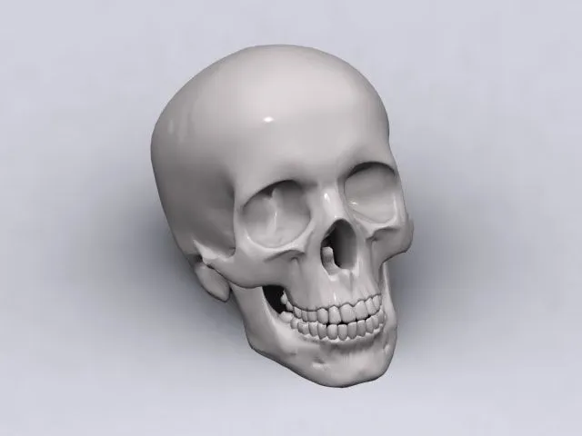 Modelo 3D del esqueleto de la cabeza 3D Model Download,Free 3D ...