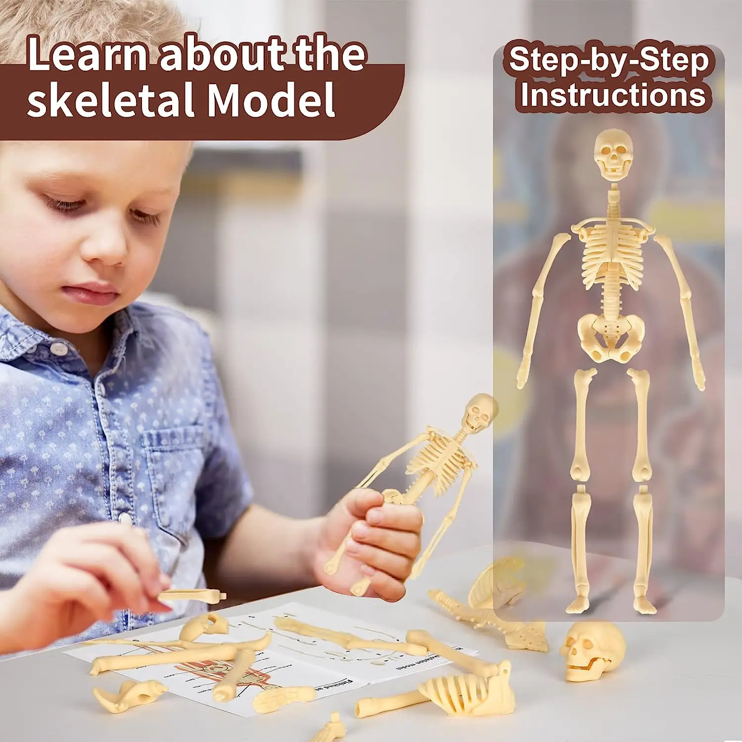 Modelo de cuerpo humano para niños, modelo de anatomía, esqueleto, juego de  vapor, ensamblaje de órganos DIY, juguete educativo de aprendizaje, 3D,  Torso humano - AliExpress