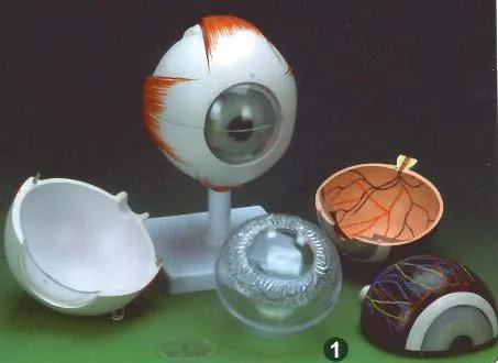 Modelo del Globo Ocular