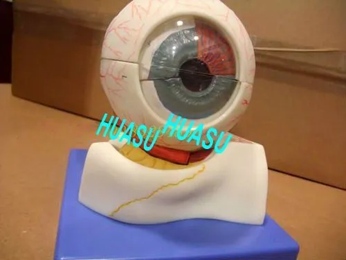 Modelo de globo ocular, la anatomía del ojo de la modelo de ...