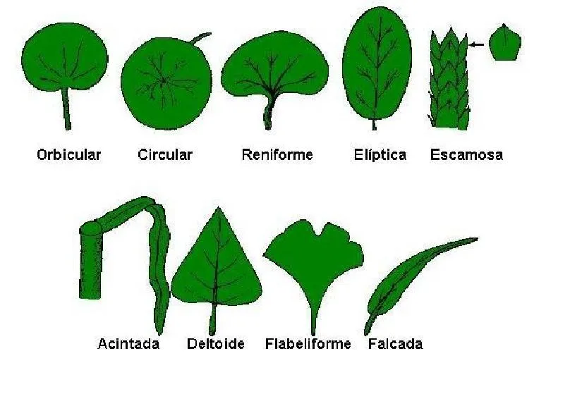 Formas de hojas con sus nombres - Imagui