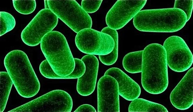 Modifican una bacteria para que fabrique combustible