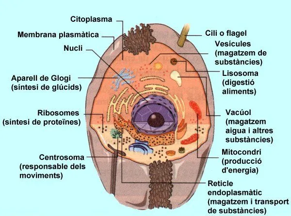 celules600.jpg