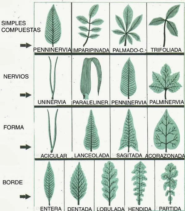 MOLINILLOS DE COLORES: CLASIFICACIÓN DE LAS HOJAS