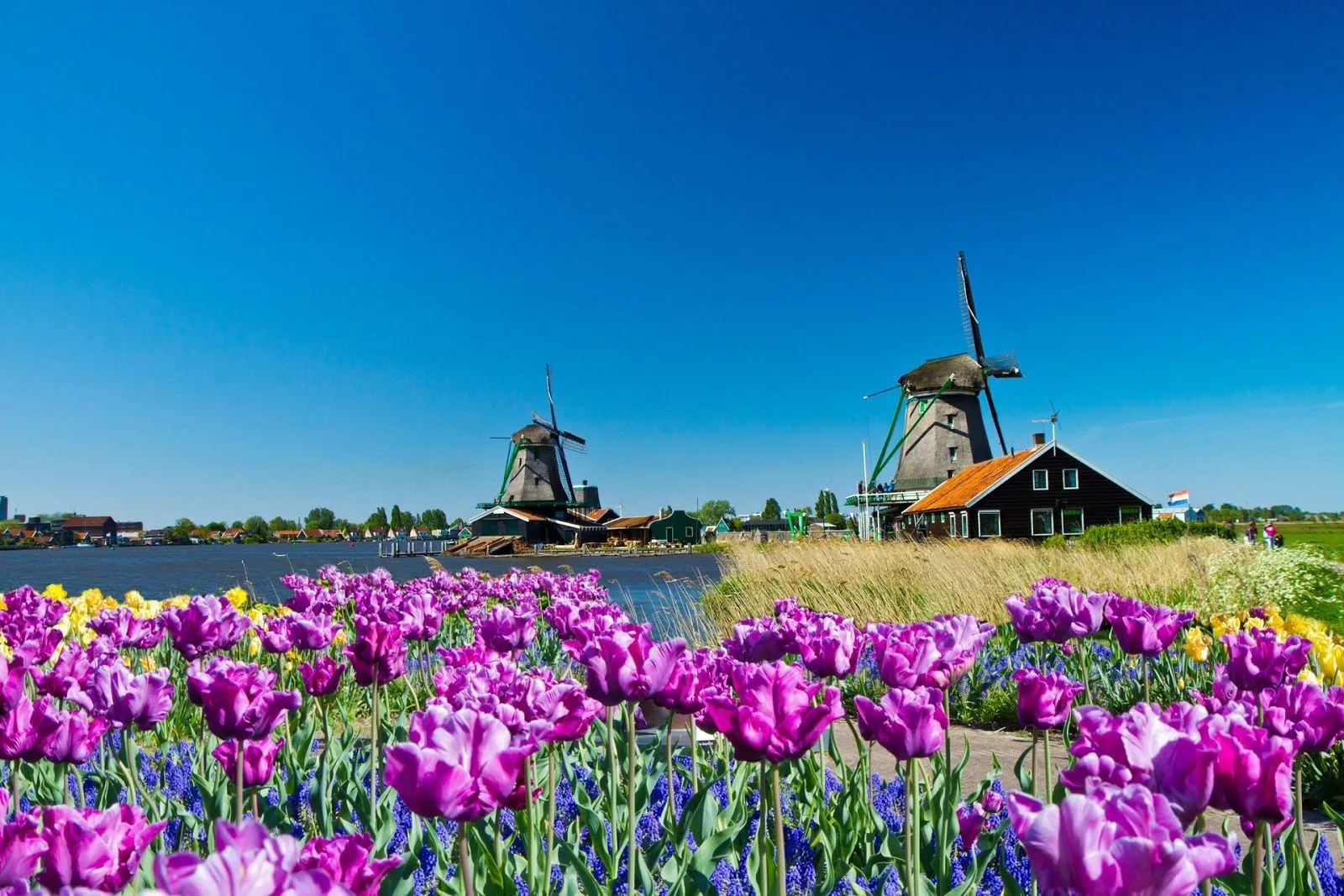 Molinos de viento en un paisaje con flores de Primavera - Imagenes PNG