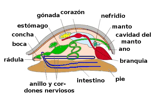 Mollusca | Taxones | Animalandia.