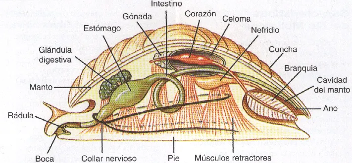 Los moluscos: Morfología de los moluscos