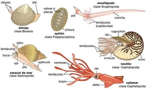 MoluscosGlup 2.0