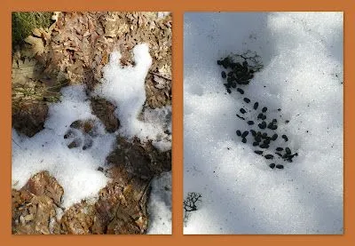 MOMENTOS DECISIVOS: CASCADA DE SOTILLO Y BOSQUE DE REQUEJO