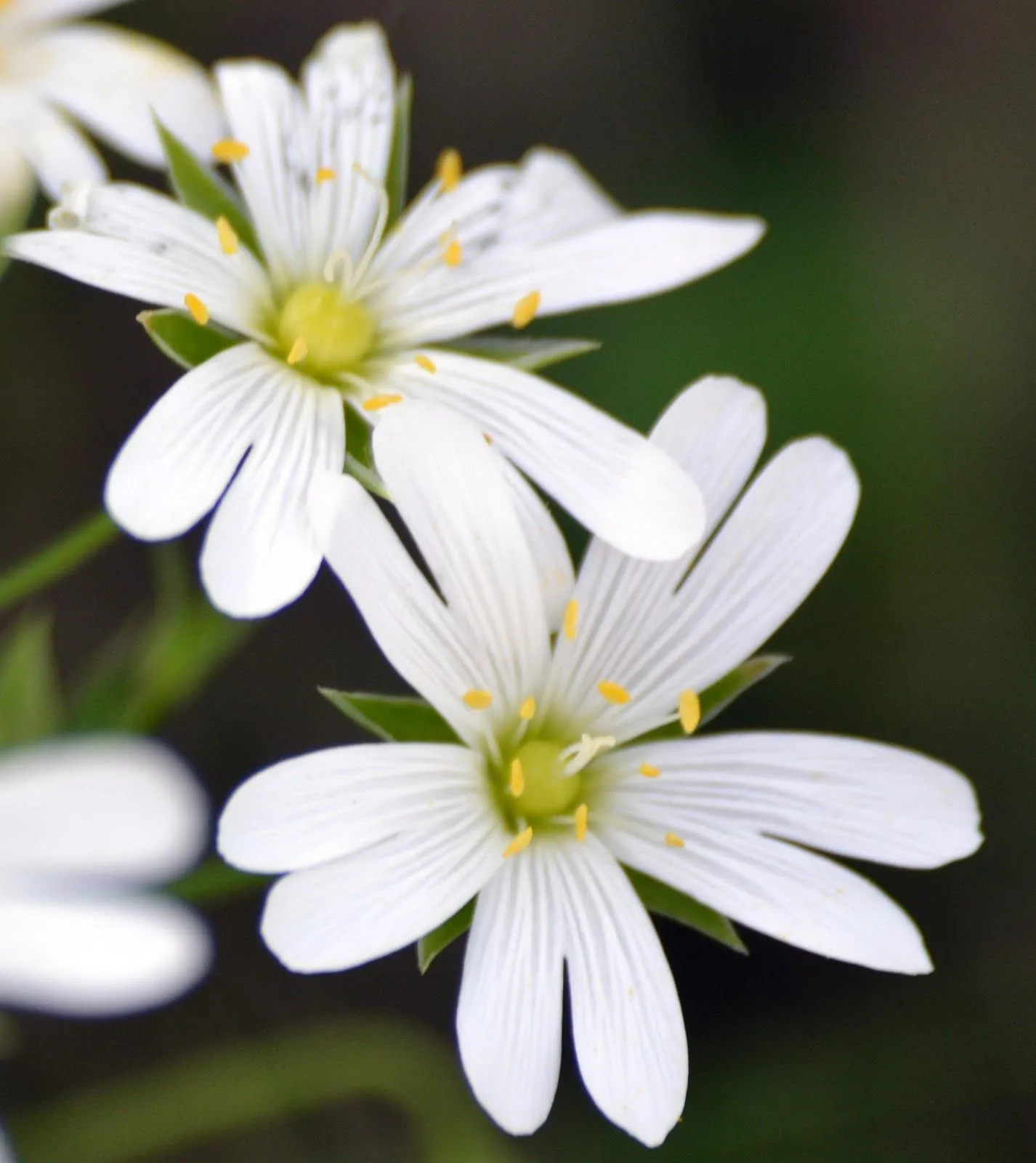 EN EL MONCAYO: Estrellada (Stellaria holostea)