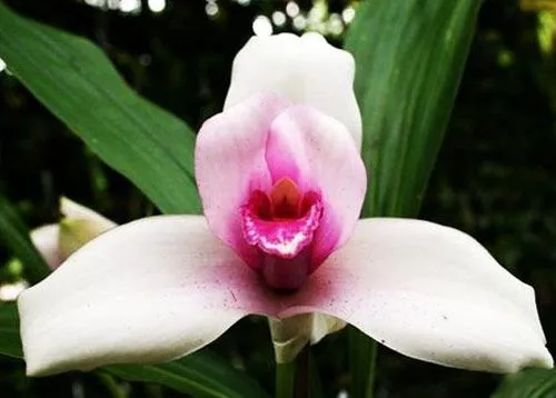 Monja Blanca, flor nacional de Guatemala - DEGUATE.com