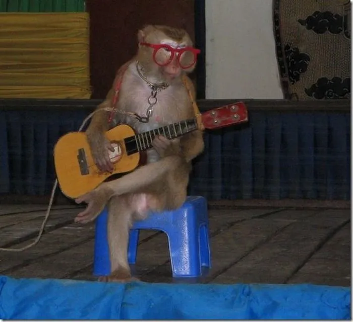 Mono Tocando la Guitarra - Imagenes de Animales Graciosos, Videos y ...