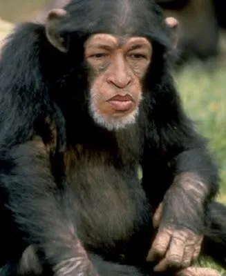  ... : El mono Chavez no es original, porque el mono repite lo que ve