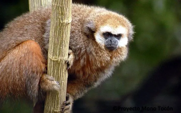 El mono tocón de la selva peruana está al borde de la extinción ...