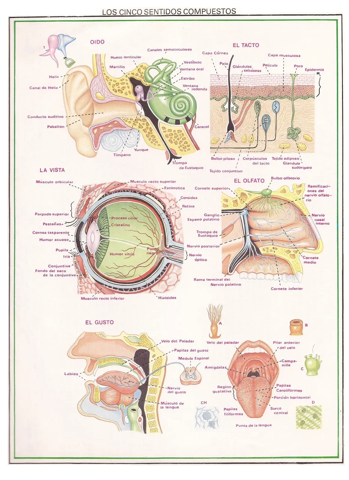 Monografia+Los+Cinco+Sentidos.JPG