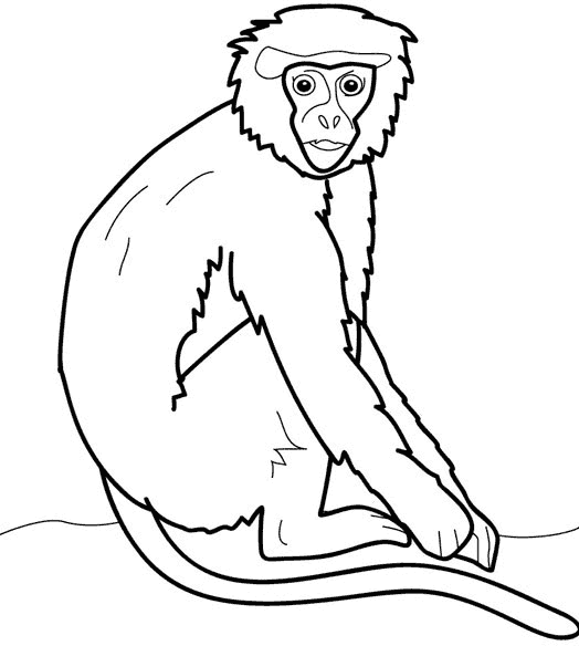 Animales primates en dibujo - Imagui