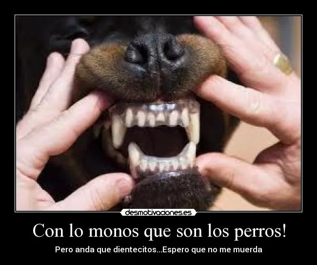 Con lo monos que son los perros! - desmotivaciones.