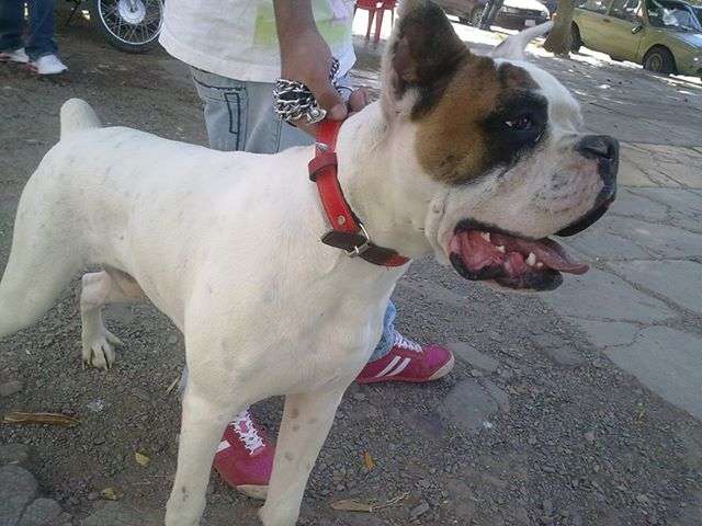 para monta boxer blanco pirata en Quillacollo - Animales ...