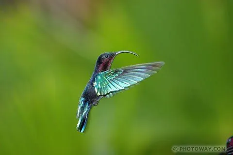 Colibris imagenes - Imagui